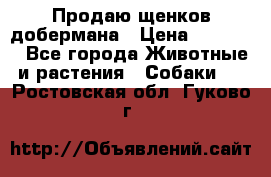 Продаю щенков добермана › Цена ­ 45 000 - Все города Животные и растения » Собаки   . Ростовская обл.,Гуково г.